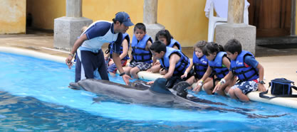 Swim with the dolphins in Freeport Bahamas